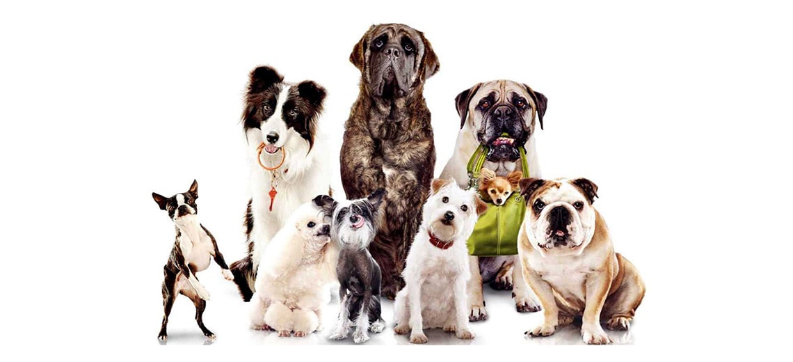 Adestramento Canino Sem Petiscos